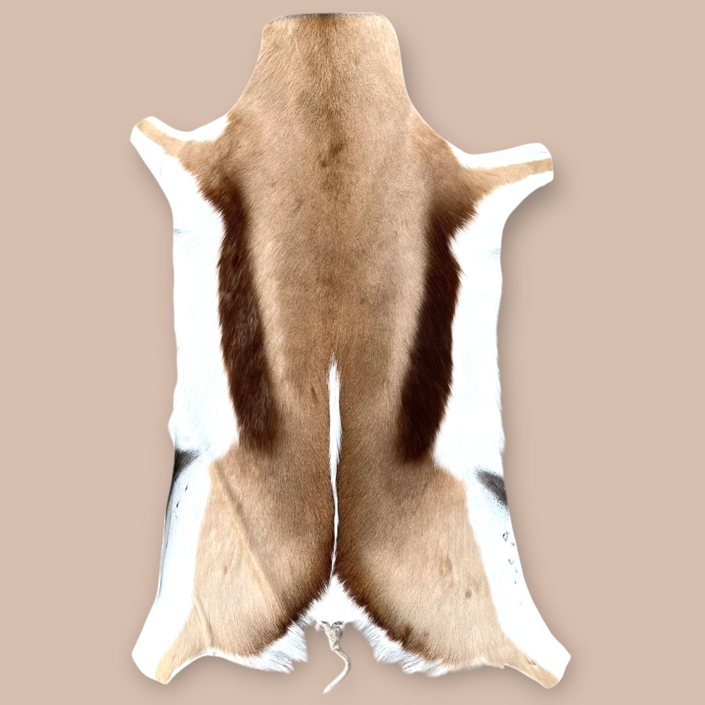 Springbok hide