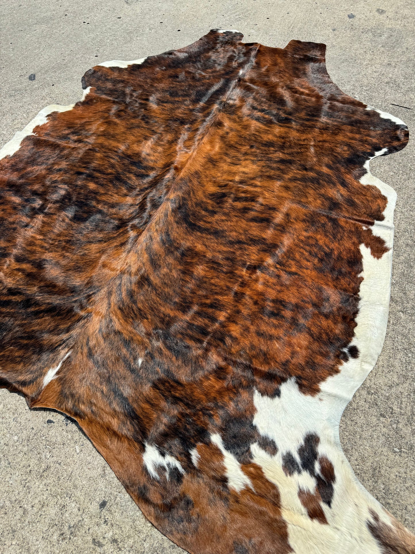 Brindle Whitebelly Cowhide