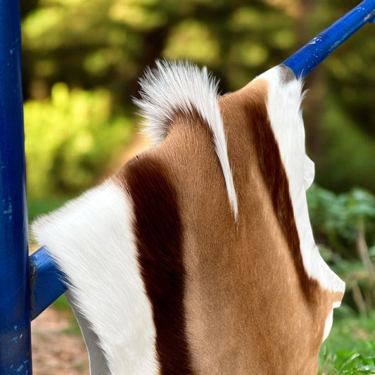 Springbok hide